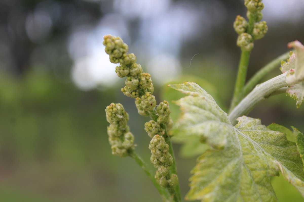 🌱 El primer sospir de la vinya! Ja treuen el nas els borrons! 

Uns brots petits, però amb futur: d’aquí en sortiran les fulles, els circells… i els nostres raïms 🍇

Comença una nova vida a la vinya!

#CellerMasroig #BrotVerd #PrioratViu