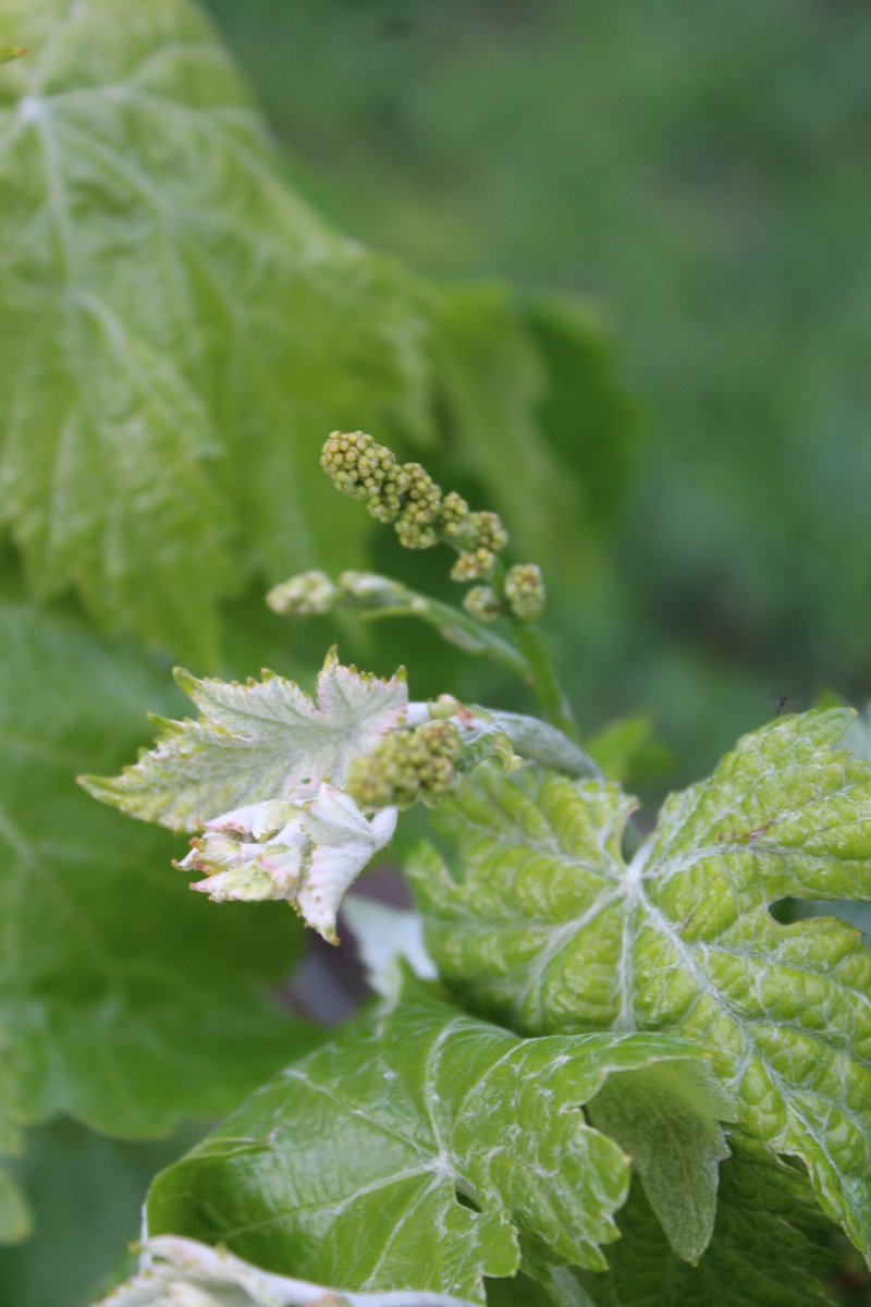 Celler Masroig tweet media