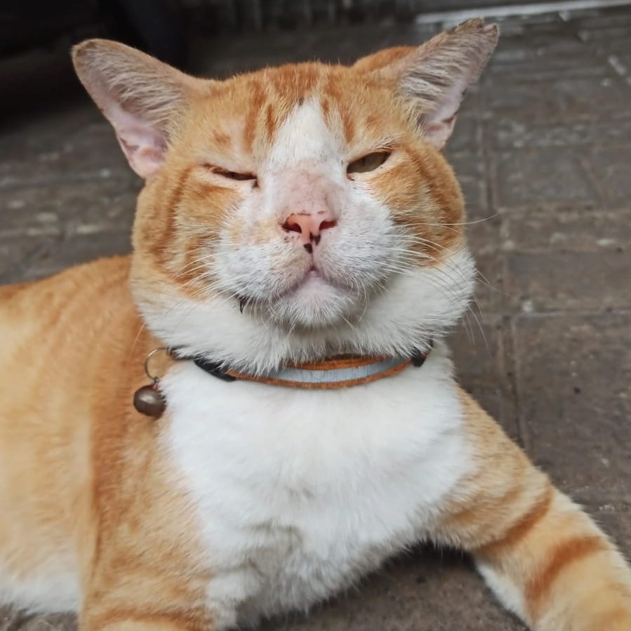 uipedulihewan's tweet image. [🌞 OPEN DONASI 🐈‍⬛]

Biawak UI main di Rotunda
Sambil ngejar-ngejar si sapi
Ayo jadi bagian dari cerita mereka, 
bantuan kalian akan sgt berarti!

Karena nggak semua hewan punya tempat buat pulang, nggak semua bisa bilang “aku lapar” dengan gamblang, yuk, mari kita bantu mereka❗