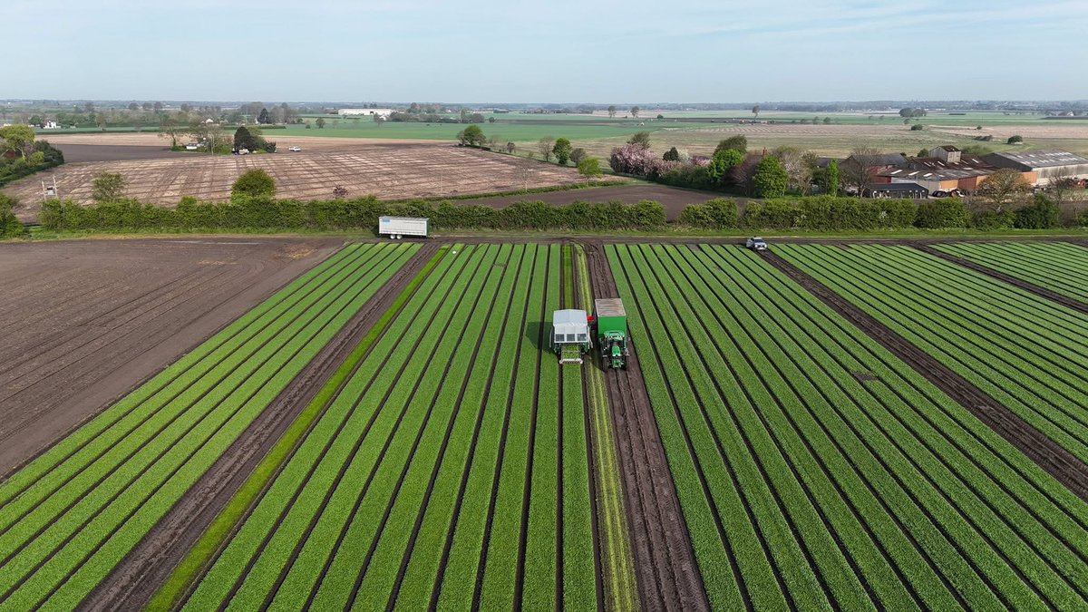 Agronomysilvers's tweet photo. It’s been a crazy old week so far grassland spraying , more spinach harvest and transplanted leeks and  Drilled leeks too @AgriiUK this year has started with a pace that can only be described as frenetic #verybusyweek #2025offtoaflyer https://t.co/4l8ATiOv2x