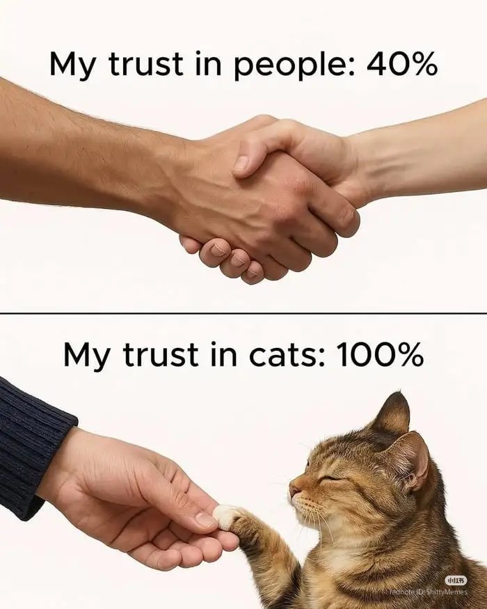 nocontextscats's tweet image. real