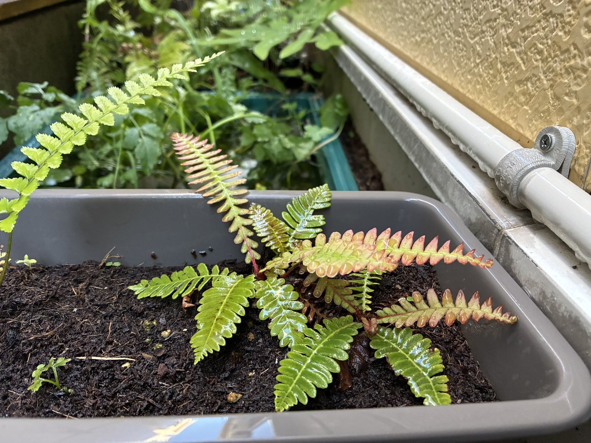 E_calaba's tweet photo. #fernfriday
復活！ https://t.co/F1pFzfTVYH