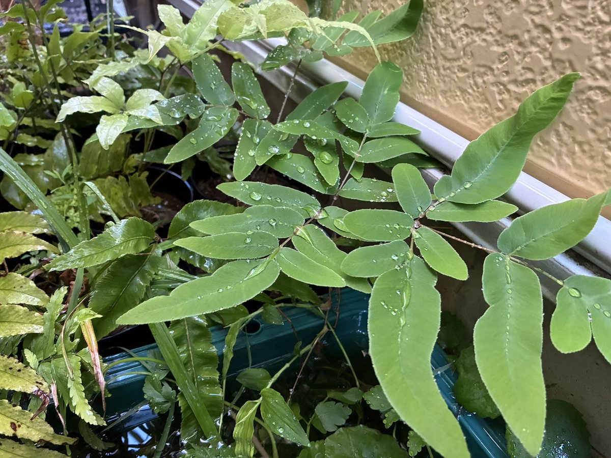 E_calaba's tweet photo. #fernfriday
復活！ https://t.co/F1pFzfTVYH
