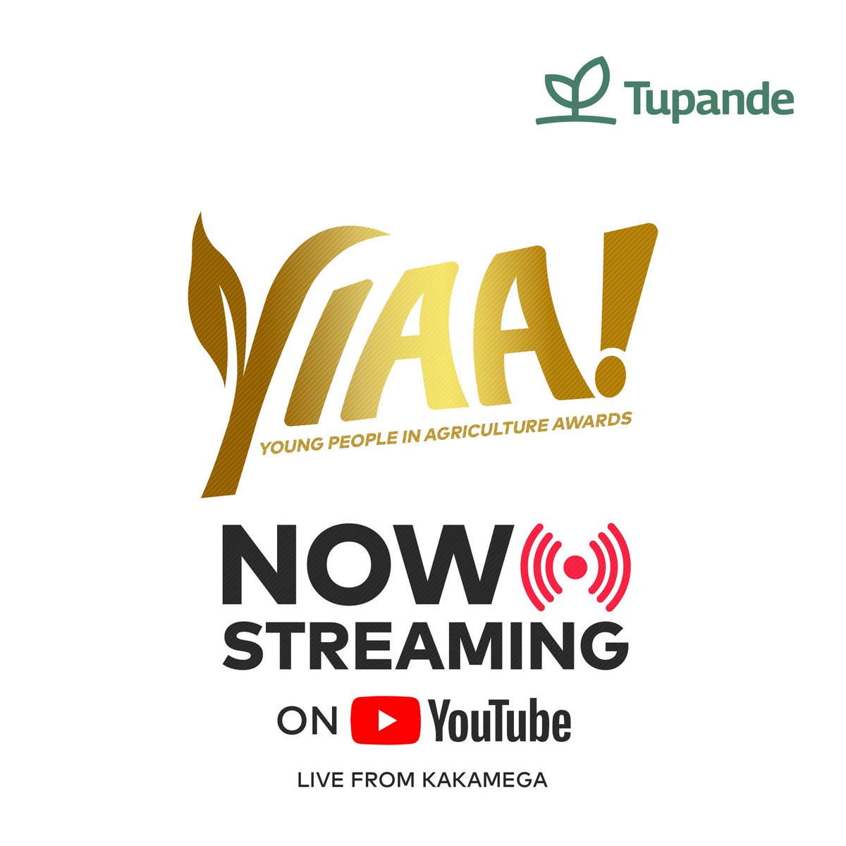 Mama Mboga Africa🥦 (@mamambogake) on Twitter photo 🛑 <a href="/YIAAAwards/">YOUNG PEOPLE IN AGRICULTURE AWARDS</a> 𝐆𝐚𝐥𝐚 𝐢𝐬 𝐍𝐎𝐖 𝐒𝐓𝐑𝐄𝐀𝐌𝐈𝐍𝐆 𝐋𝐈𝐕𝐄 𝐟𝐫𝐨𝐦 𝐊𝐚𝐤𝐚𝐦𝐞𝐠𝐚!
Watch greatness unfold as they crown the next the next generation of Agri-champions!
𝐖𝐚𝐭𝐜𝐡 𝐋𝐢𝐯𝐞 𝐨𝐧 𝐘𝐨𝐮𝐓𝐮𝐛𝐞: youtube.com/live/MXKlWhAIZ…
#YoungPeopleInAgricultureAwards 🛑 <a href="/YIAAAwards/">YOUNG PEOPLE IN AGRICULTURE AWARDS</a> 𝐆𝐚𝐥𝐚 𝐢𝐬 𝐍𝐎𝐖 𝐒𝐓𝐑𝐄𝐀𝐌𝐈𝐍𝐆 𝐋𝐈𝐕𝐄 𝐟𝐫𝐨𝐦 𝐊𝐚𝐤𝐚𝐦𝐞𝐠𝐚!
Watch greatness unfold as they crown the next the next generation of Agri-champions!
𝐖𝐚𝐭𝐜𝐡 𝐋𝐢𝐯𝐞 𝐨𝐧 𝐘𝐨𝐮𝐓𝐮𝐛𝐞: youtube.com/live/MXKlWhAIZ…
#YoungPeopleInAgricultureAwards