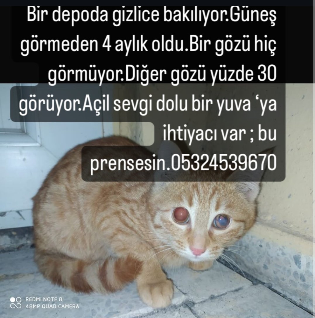 elifkedisii's tweet photo. Çok gariban be . Van'da ama yuva bulursak İstanbul'a getirtiriz lütfen paylaşın şu gariban çocuğun yuvasını bulalım 😔 https://t.co/vHtHlN3PxT