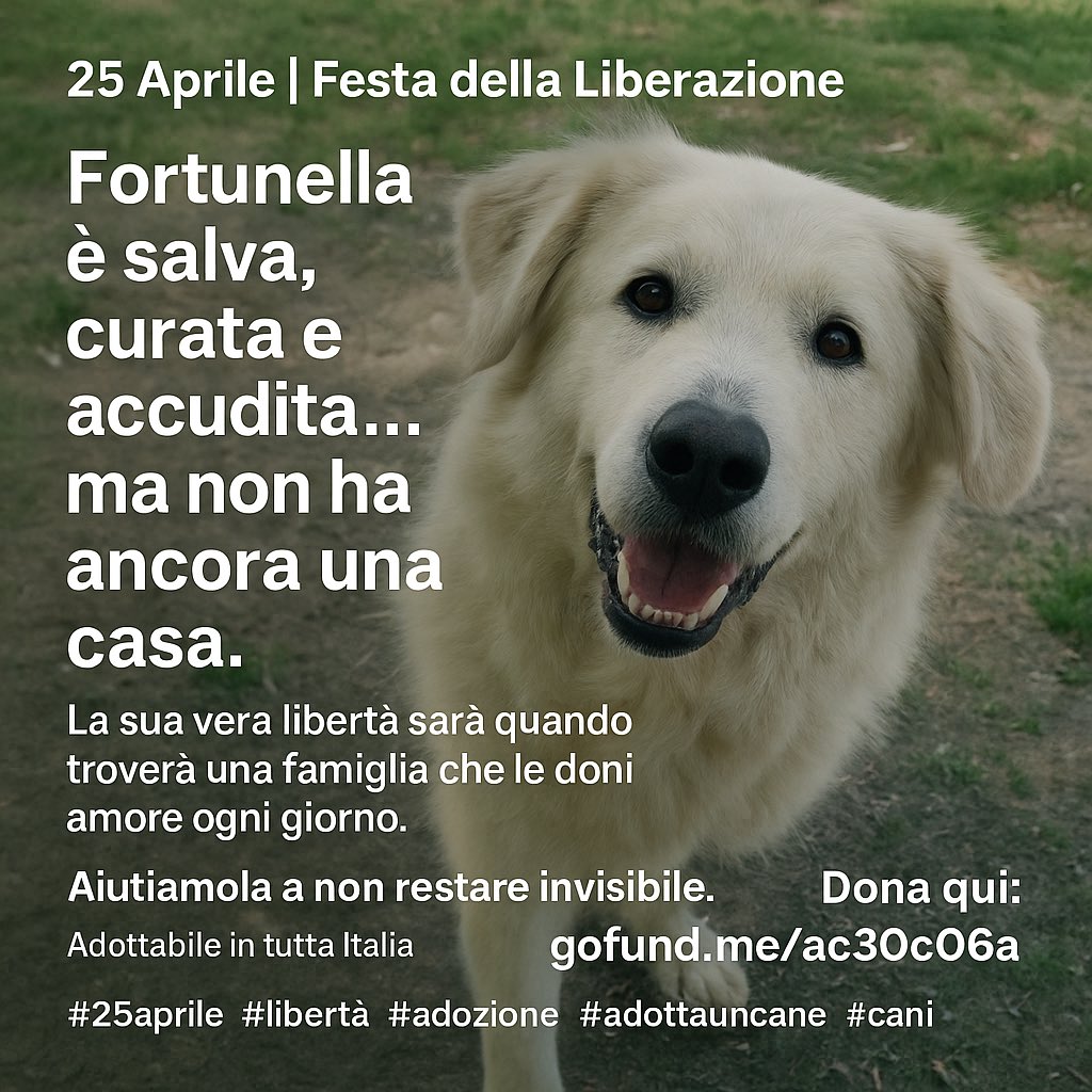 #adottauncane #adozione #adozionedelcuore #cani #cercacasa  
#canigrandi #amiciaquattrozampe #doglovers #adozioneconsapevole
