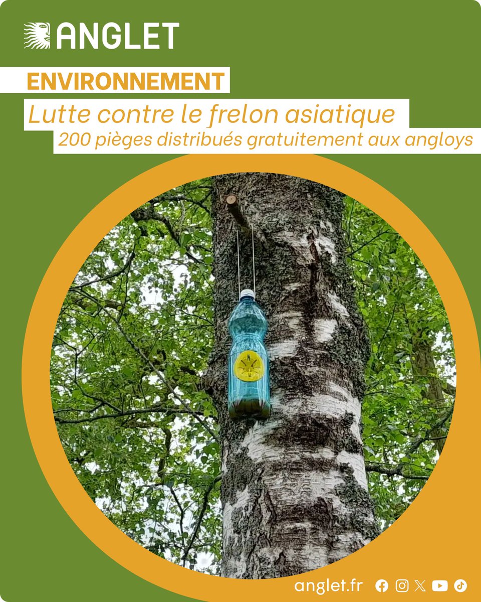 🚫Lutte contre le frelon asiatique🐝 #Anglet
✅200 pièges distribués gratuitement aux angloys souhaitant participer à une comptabilisation des captures.
ℹ️modalités, infos: tinyurl.com/3wbdhduz
#Anglet #VilleAnglet #frelonsasiatiques