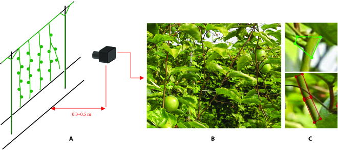 PPhenomics's tweet photo. We used Mask R-CNN with deformable convolutions to detect & reconstruct branches in complex orchard backgrounds. This method shows promise for plant branch detection & reconstruction. πΏπ€ #AgriculturalTech #BranchDetection
Details: https://t.co/kjc21VDkiE https://t.co/eBVOWCKPqm