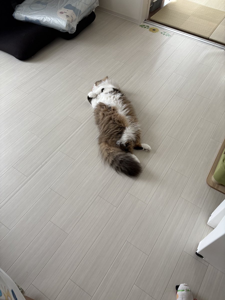 Leon_is_cats's tweet photo. 仕事休憩に飲みもの入れにきたら
床に毛球が転がってた
また仕事がんばれそうだ

#猫のいる暮らし
#猫のいるしあわせ 
#猫好きさんと繋がりたい https://t.co/JIVXrAMHuF