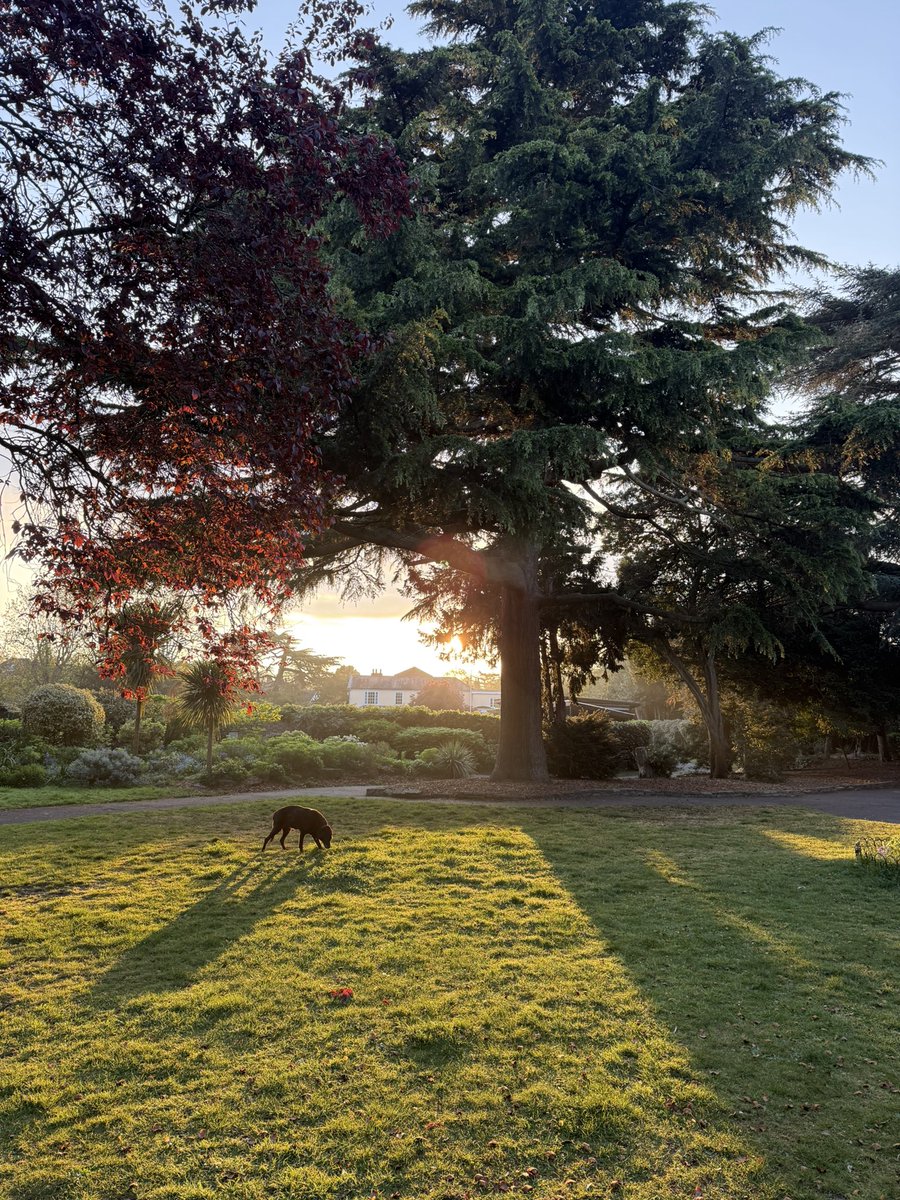 LadyGundog's tweet photo. I’m out early this morning and feeling a little better than yesterday. At may age it’s a challenge. https://t.co/dVR5jIUKg9