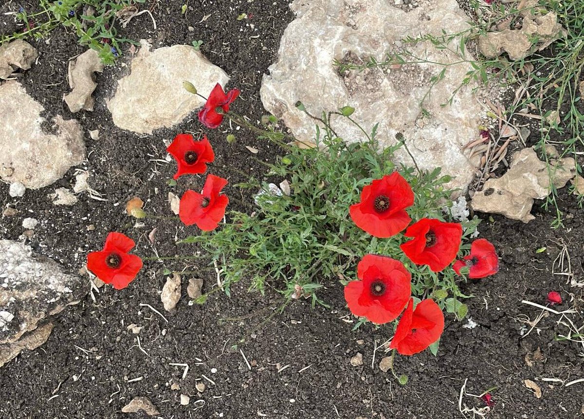 Il papavero è l’unico fiore che cresce libero nei campi, si piega al vento, ma non si lascia cogliere.
Così è la #libertà. 
RICORDARE è un dovere. Essere LIBERI, una responsabilità.
•
#25aprile
