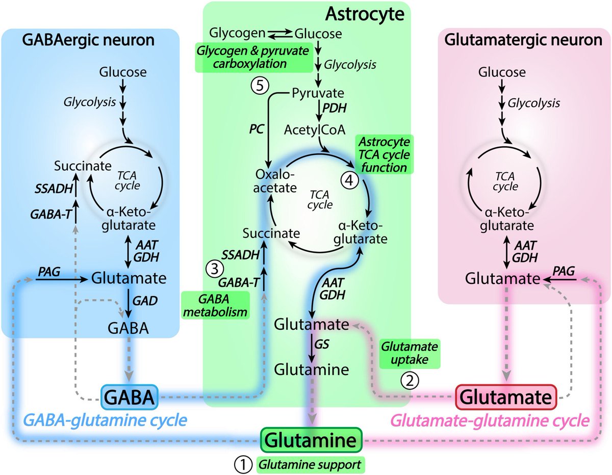 FScholkmann's tweet image. The glutamate/GABA-glutamine cycle: Insights, updates & advances
onlinelibrary.wiley.com/doi/full/10.11โฆ
Nice review by J.V. Andersen.
The glutamate/GABA-glutamine cycle is essential to maintain synaptic signaling & brain function