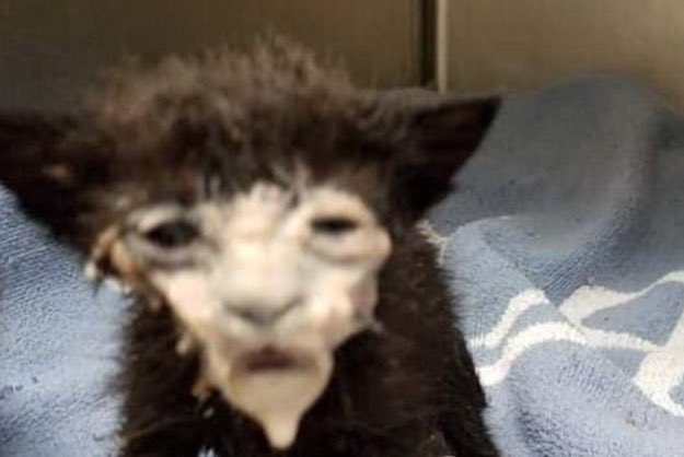 ⛧ bingus was here ⛧ (@jessimikuh) on Twitter photo 