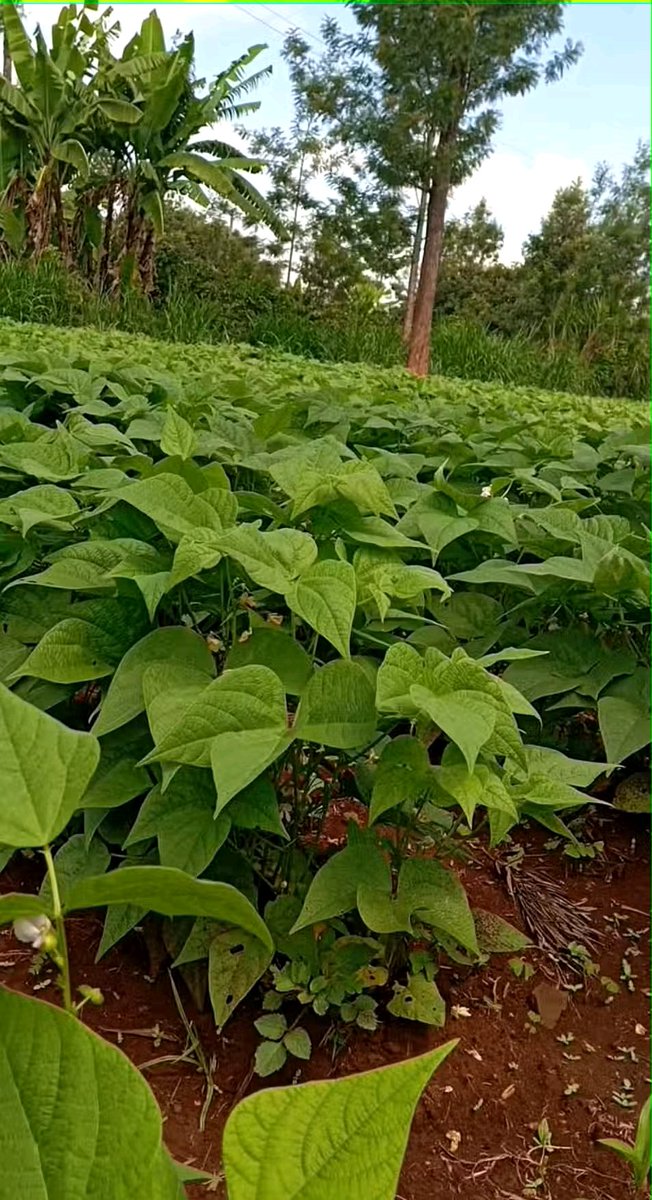 diharagirimana's tweet photo. A BEAN’S JOURNEY FROM SOIL TO SUPPER
Behind every plate of delicious Kenyan beans is a story. One that begins with a farmer who made the right choices.
Here’s what that journey looks like when done right:
Thread ⤵️
#BeansFarming https://t.co/zTUgRtcAi5