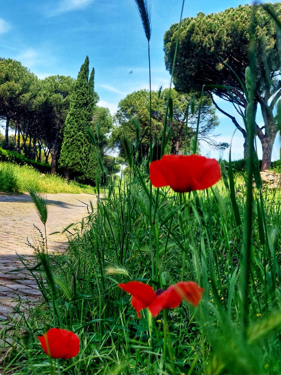 PerpetuumAle's tweet photo. Celebrare la liberazione dal nazifascismo significa mettere al centro i valori della libertà, della solidarietà e  dell'uguaglianza.
Perche, come ammoniva Calamandrei, "la  libertà è come l'aria, ci si accorge di quanto vale quando comincia a mancare". https://t.co/Sv3xkFAhcX