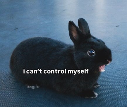 Bunnies (@bunnies) on Twitter photo 