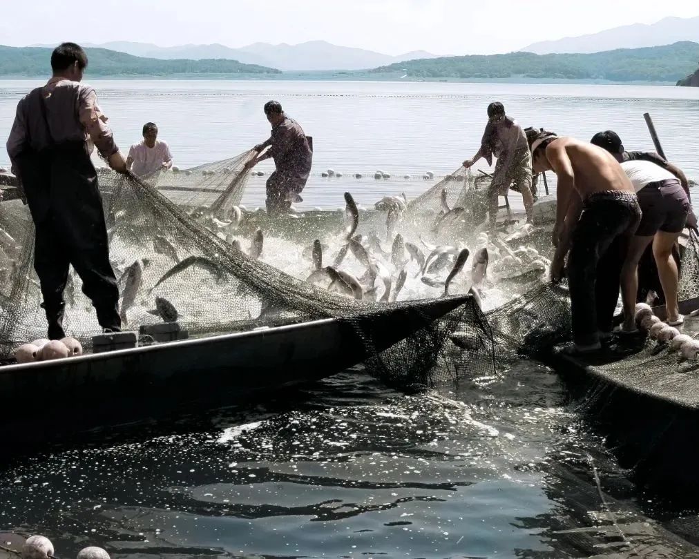 DiscoverJilin's tweet photo. After a winter of hunger beneath the ice, the river awakens, and the fish emerge with empty stomachs and delicate, tender meat. This is the legendary **‘River-Thaw Fish’(开江鱼)** — a fleeting spring delicacy at its peak freshness. 🐟✨
#JilininSpring #SpringCuisine https://t.co/ykIRd5TJy7