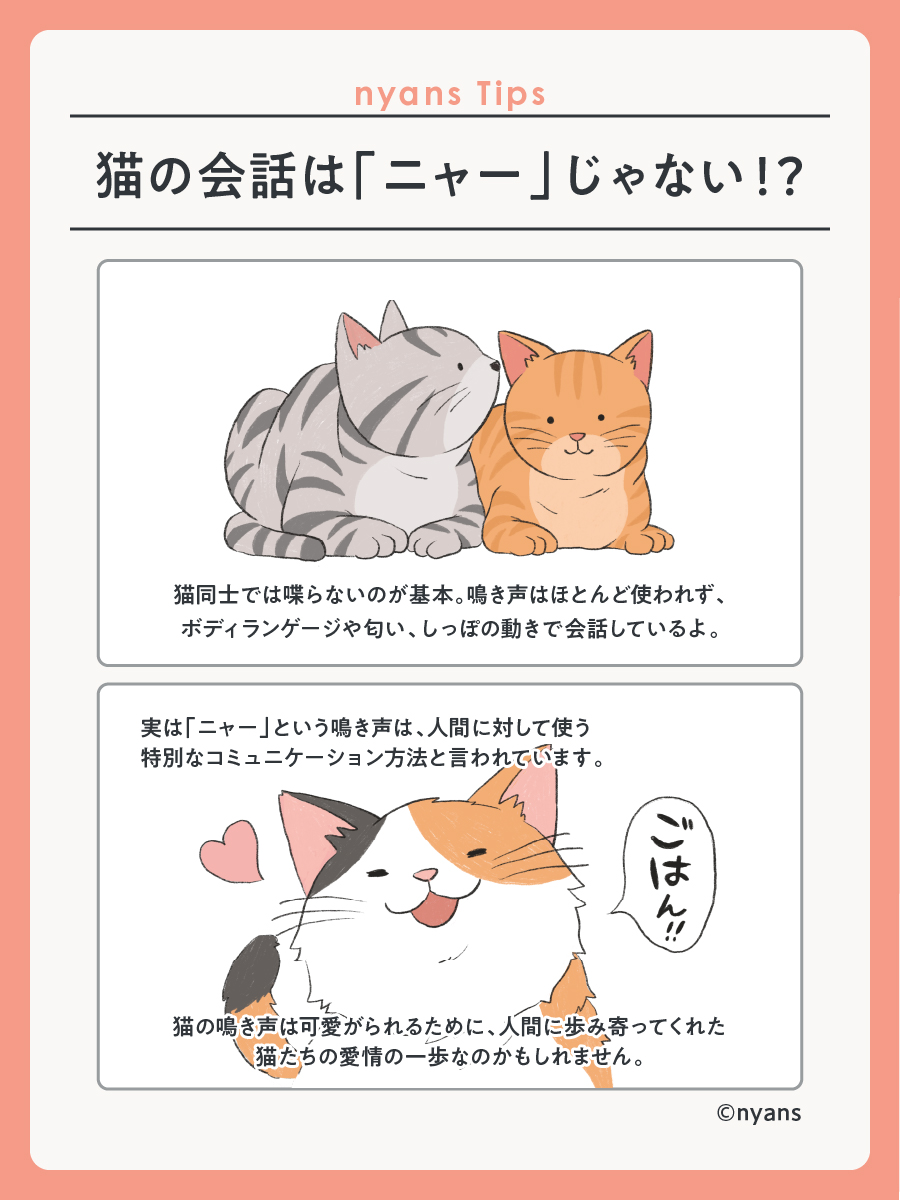 nyansの豆知識🐱 ／ 猫の「ニャー」という鳴き声は、 人間に対して使う