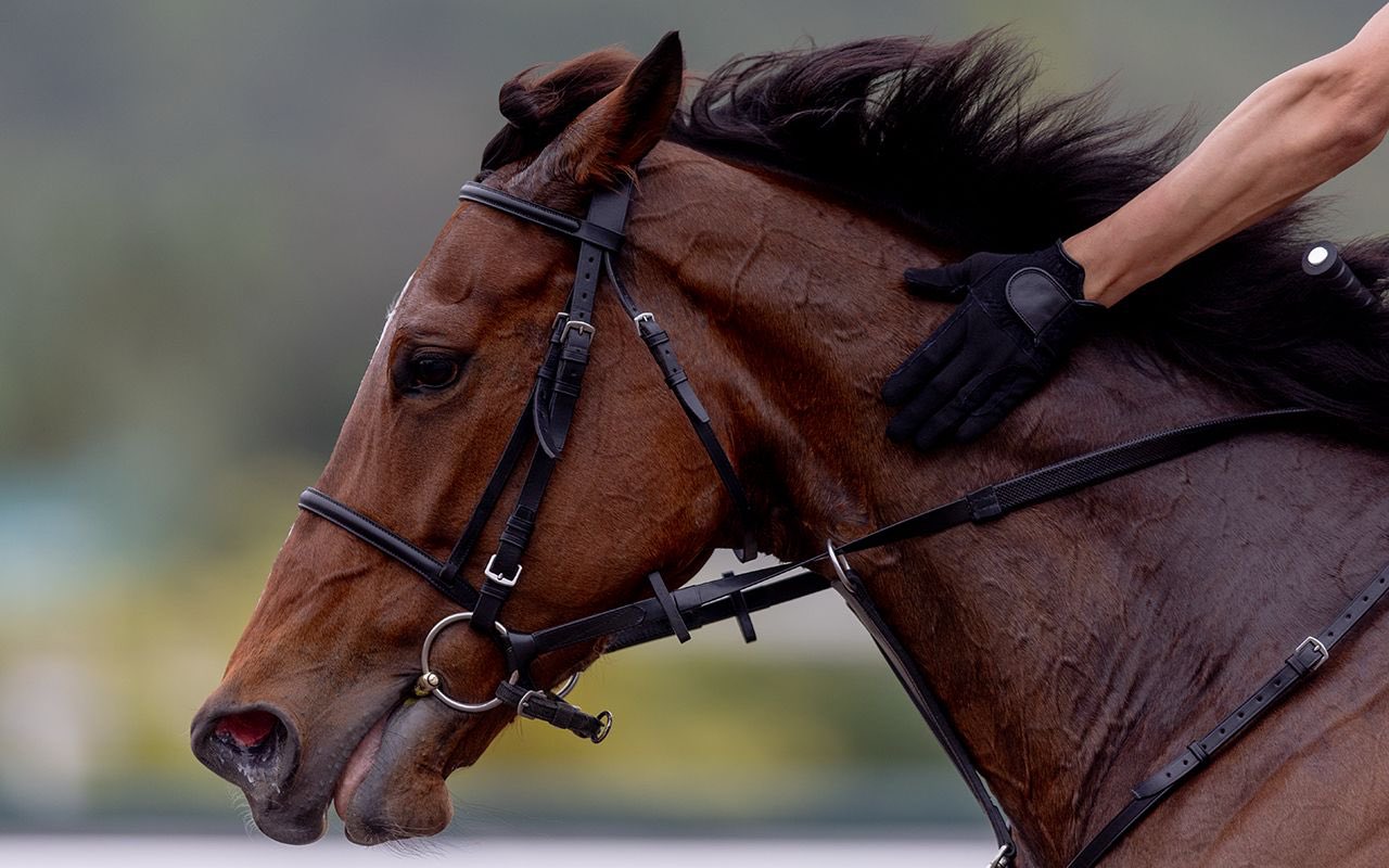 HKJC Racing on X: 
