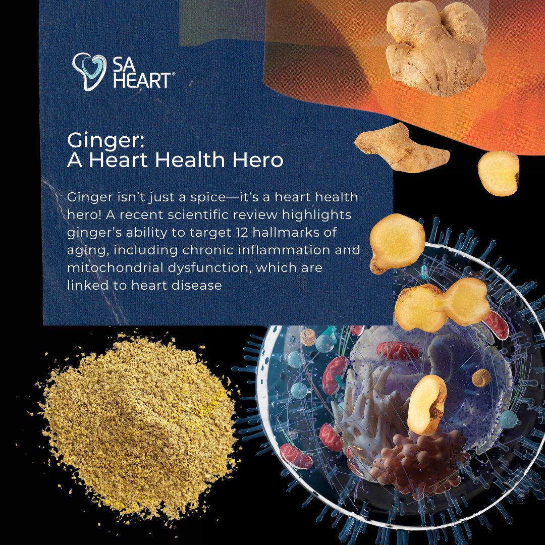 Ginger fights aging and boosts heart health by tackling inflammation and mitochondrial dysfunction, a natural ally for South Africans facing high hypertension rates.