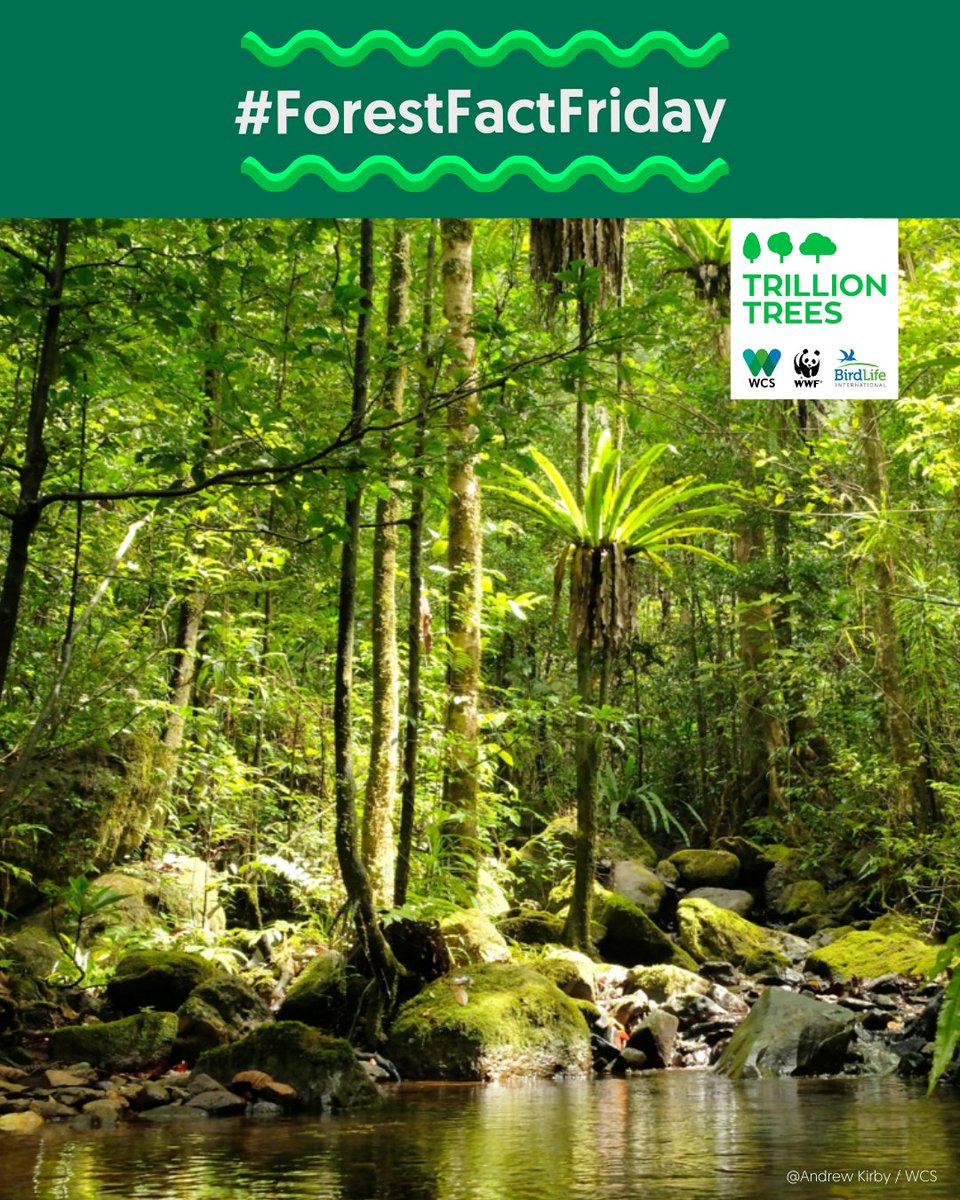 1TrillionTrees's tweet image. #ForestFactFriday 80% of species on #Madagascar are unique to the island! 🌴 🐒 Our partners @BirdLife_News @WCS_Mada @wwf_mada support local communities through eco-agriculture, forest restoration, and wildlife protection. Together, we’re fighting deforestation!