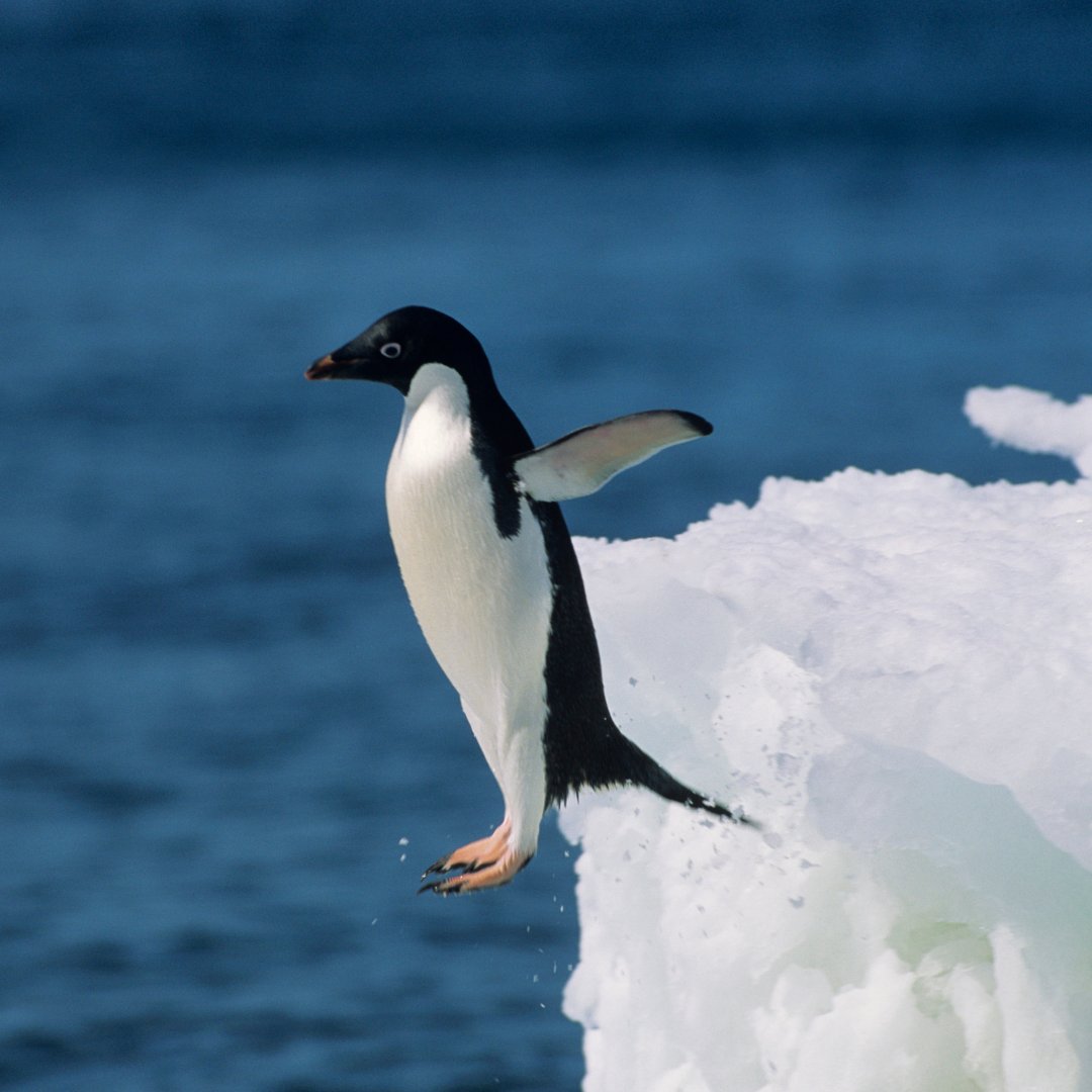 It's World Penguin Day! 🐧Did you know penguins have a special gland that filters out the salt! But: over half of the world's 18 penguin species are considered vulnerable or endangered.   
#WorldPenguinDay #Penguinconservation #WildlifeMonitoring #radiotracking