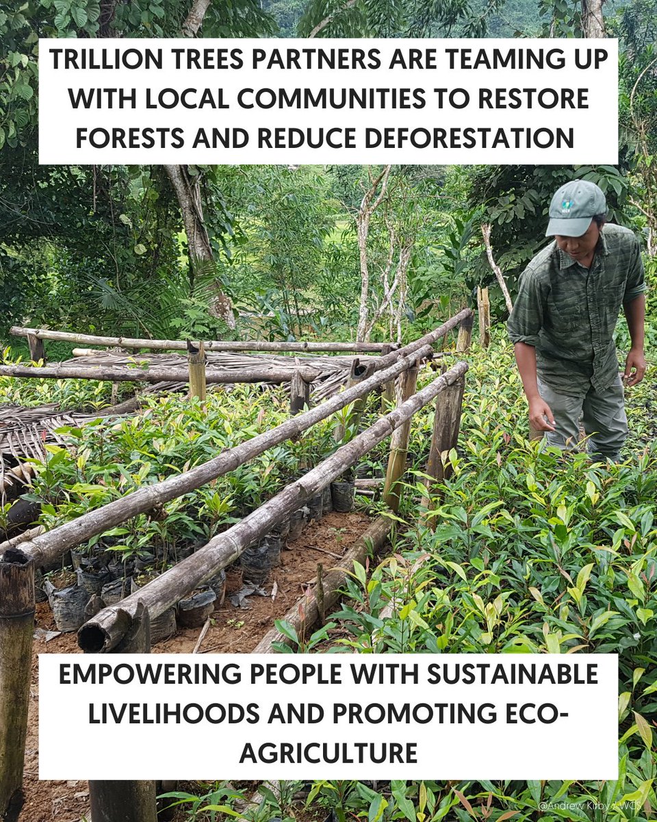 1TrillionTrees's tweet image. #ForestFactFriday 80% of species on #Madagascar are unique to the island! 🌴 🐒 Our partners @BirdLife_News @WCS_Mada @wwf_mada support local communities through eco-agriculture, forest restoration, and wildlife protection. Together, we’re fighting deforestation!