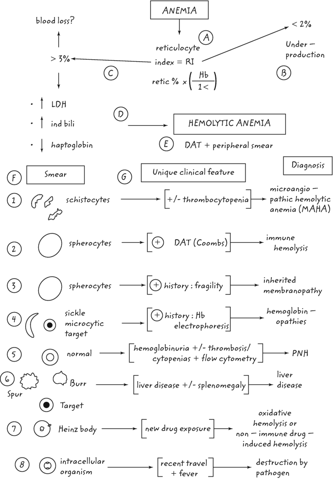 drsthanus's tweet photo. Impressive!

Approach to Hemolytic Anemia

https://t.co/SlLWcPxfNs https://t.co/k5cELYUcNP