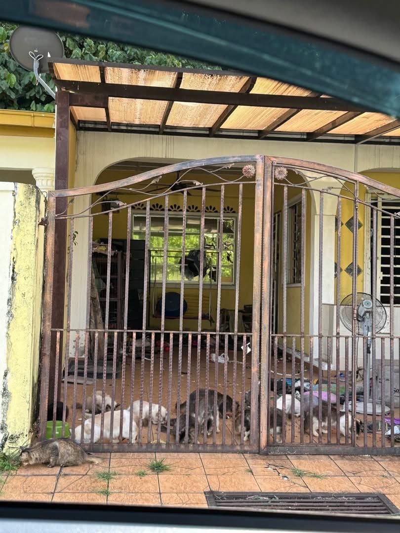 Guys, ada orang tinggalkan kucing 14 ekor dekat rumah kosong sbb dah bercerai dgn partner. Haih