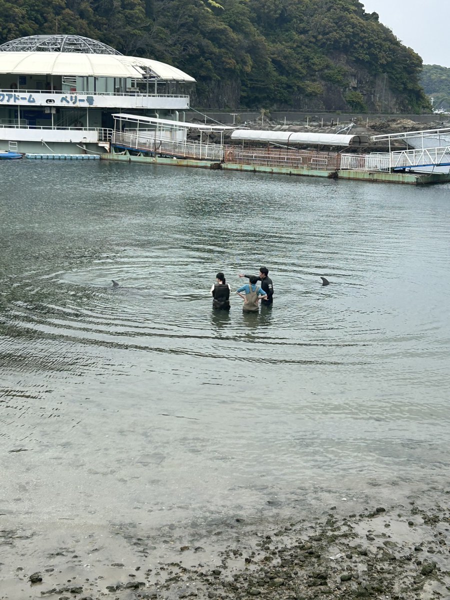 Dolphin_Beach_'s tweet photo. ドルフィンビーチ🐬
#ドルフィンスイム #イルカと泳ぐ #海が好き #イルカ #ダイビング #dolphin #dolphinswimming #pool #下田海中水族館 #下田 #伊豆 #水族館 #体験ダイビング #ドルフィンダイビング #いるか #カマイルカ #イルカと泳ぎたい https://t.co/m9xBNO3Hd9