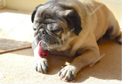 InessaW29's tweet photo. https://t.co/IE0ztcygqS… 

Funny pug dog is washing his paws in sunlit room.  by lovemydesigns 

#MHHSBD #Pets #pug #photos #art #gifts #viral #photoart #design #homedecor #interior #dogman #decor #DoggingAction #home https://t.co/qsBoqVYO1y