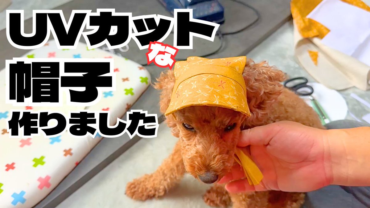 baa294's tweet photo. 【紫外線対策】犬の白内障予防の為のUVカット帽子を作りました

https://t.co/fq0DY0QZNQ

#紫外線対策 #UVカット #白内障予防 #帽子 #プードル #犬 #トイプードル #dog #toypoodle #cute #beloved #わんこ #トイプー #いぬのいる幸せ #犬のいる暮らし #dogs # # https://t.co/XVDRm0o4Jd
