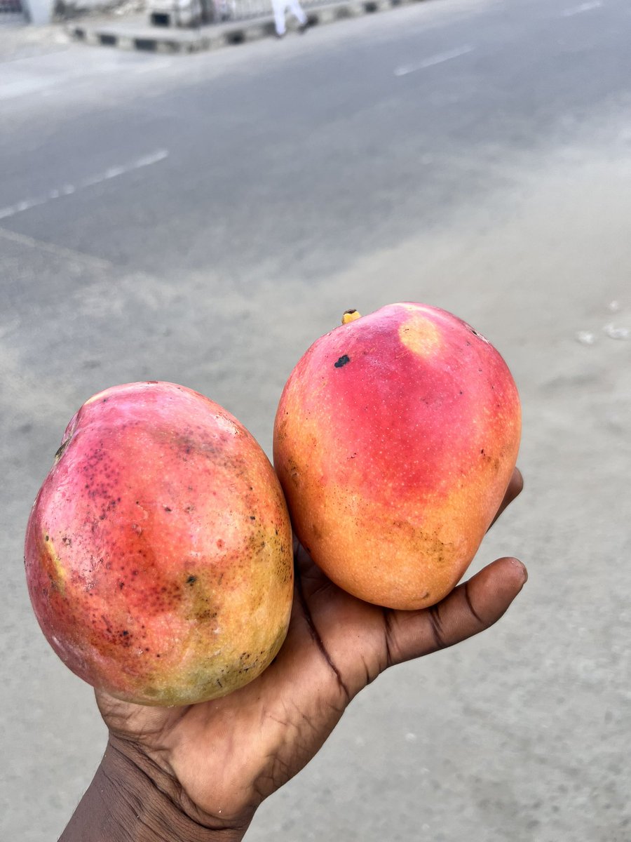 What species of mango are these?