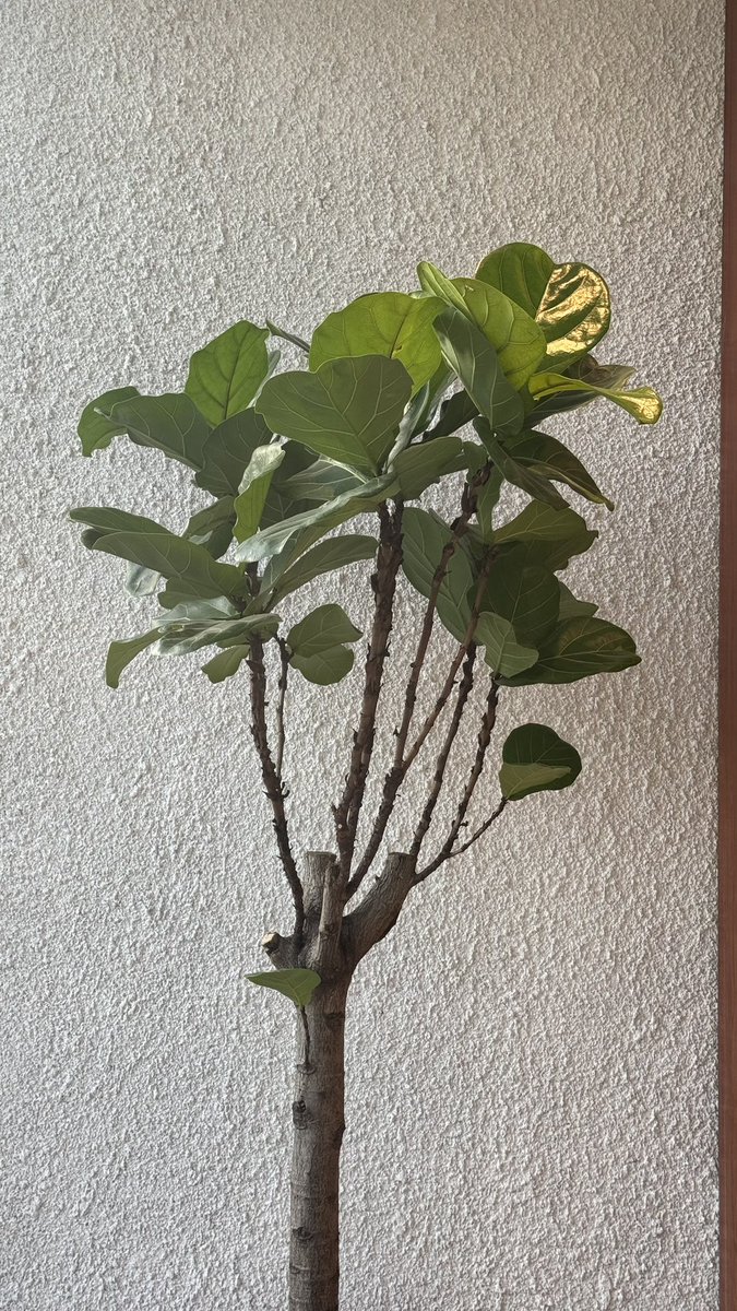 fa900l's tweet image. ☕️🪴🎶