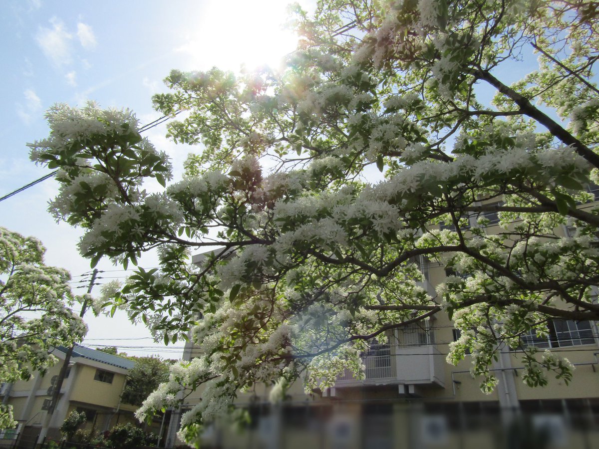 tobata_kitaQ's tweet photo. ˖٭ .˖٭ .˖٭ .˖٭ .˖٭ .˖٭ .˖٭ .˖٭ .˖٭ .˖٭ .˖٭ .˖٭ .˖٭ 
なんじゃもんじゃの花が見頃ですよ🔆
 ˖٭ .˖٭ .˖٭ .˖٭ .˖٭ .˖٭ .˖٭ .˖٭ .˖٭ .˖٭ .˖٭ .˖٭ .˖٭ 

「なんじゃもんじゃ通り」にある「なんしゃもんじゃの木」は純白でふわふわな花をいっぱいに咲かせて４月下旬から５月上旬に見頃を迎えます☁️
 
今がちょうど見頃で、天気も気候もいいので、一年に一度の満開時期に戸畑の「なんじゃもんじゃ通り」に行ってみてはいかがでしょうか？🧚‍♀️
 
とってもかわいい「なんじゃもんじゃ」の写真が撮れますよ📸

#北九州市 #戸畑区 #なんじゃもんじゃ #とばた日和
