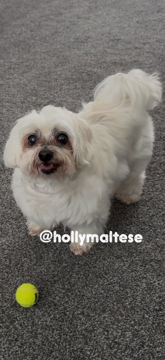 💕Morning Everyone💕 

Have a fabby Friday
 &amp; Weekend 🐶🐾🥰

We have the 🌤️ today 15°c &amp; maybe at the weekend too 😎
That’s of course if the Weatherhoo has got it right🤷‍♀️🤔

See you all on Monday 👋

Love as always 
Hollybub x❤️
#dogsoftwitter #CatsOfTwitter #dogsofX