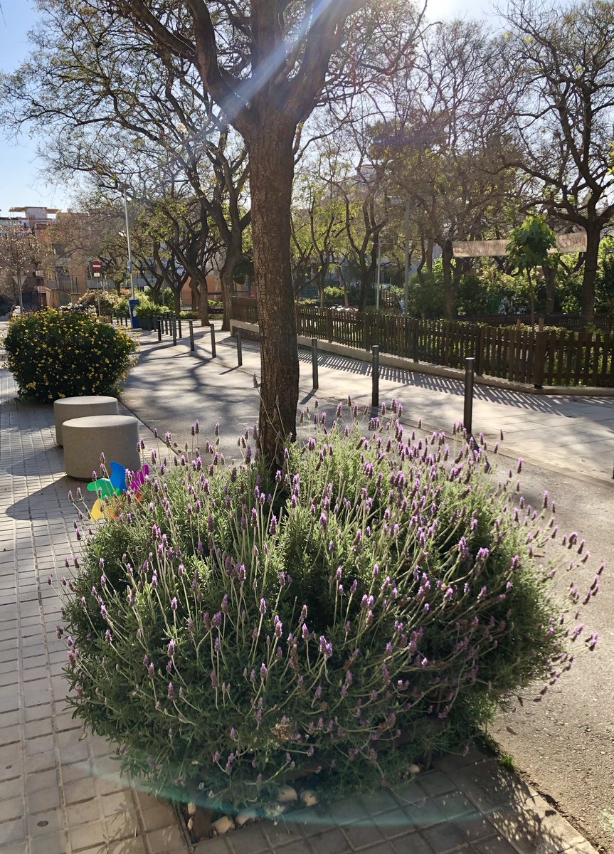 DanielSererols's tweet photo. Terra compartida, floreix al peu de l’arbre l’amor del barri.

#Haiku #Escocells #PlaçadelaFarga #Civisme #FemBarri #Barcelona https://t.co/Jh6lS4RC7s