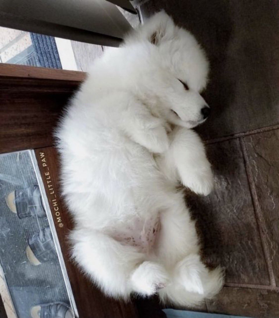 お出かけに置いてかれないように玄関で睡眠