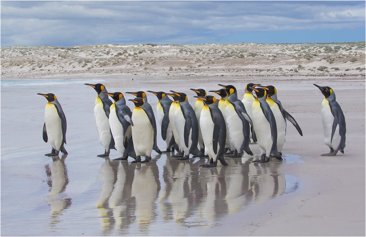 It's world penguin day. To celebrate these adorable animals, we are sharing an image by Gianpiero Ferrari.  Gianpiero is a member of the Rolls Royce Photographic Society.  rollsroycephotograhic.com.  
#artinhospital #nhs #celebrationcalendar #exhibtion #everydayextraordinary