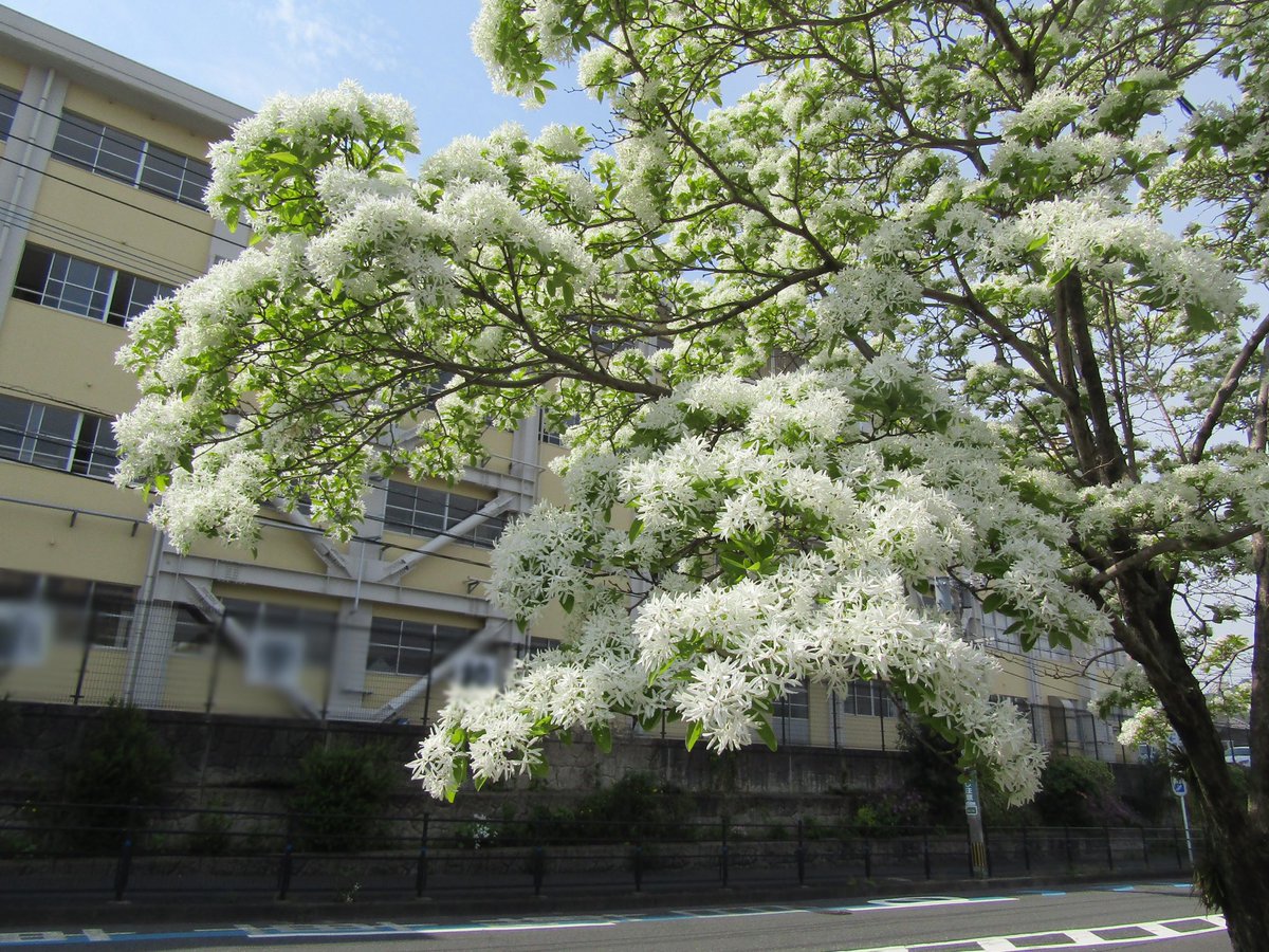 tobata_kitaQ's tweet photo. ˖٭ .˖٭ .˖٭ .˖٭ .˖٭ .˖٭ .˖٭ .˖٭ .˖٭ .˖٭ .˖٭ .˖٭ .˖٭ 
なんじゃもんじゃの花が見頃ですよ🔆
 ˖٭ .˖٭ .˖٭ .˖٭ .˖٭ .˖٭ .˖٭ .˖٭ .˖٭ .˖٭ .˖٭ .˖٭ .˖٭ 

「なんじゃもんじゃ通り」にある「なんしゃもんじゃの木」は純白でふわふわな花をいっぱいに咲かせて４月下旬から５月上旬に見頃を迎えます☁️
 
今がちょうど見頃で、天気も気候もいいので、一年に一度の満開時期に戸畑の「なんじゃもんじゃ通り」に行ってみてはいかがでしょうか？🧚‍♀️
 
とってもかわいい「なんじゃもんじゃ」の写真が撮れますよ📸

#北九州市 #戸畑区 #なんじゃもんじゃ #とばた日和
