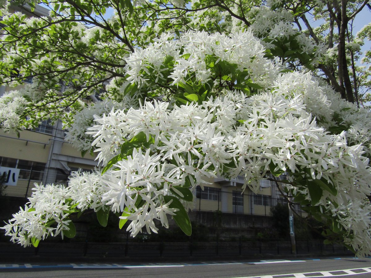tobata_kitaQ's tweet photo. ˖٭ .˖٭ .˖٭ .˖٭ .˖٭ .˖٭ .˖٭ .˖٭ .˖٭ .˖٭ .˖٭ .˖٭ .˖٭ 
なんじゃもんじゃの花が見頃ですよ🔆
 ˖٭ .˖٭ .˖٭ .˖٭ .˖٭ .˖٭ .˖٭ .˖٭ .˖٭ .˖٭ .˖٭ .˖٭ .˖٭ 

「なんじゃもんじゃ通り」にある「なんしゃもんじゃの木」は純白でふわふわな花をいっぱいに咲かせて４月下旬から５月上旬に見頃を迎えます☁️
 
今がちょうど見頃で、天気も気候もいいので、一年に一度の満開時期に戸畑の「なんじゃもんじゃ通り」に行ってみてはいかがでしょうか？🧚‍♀️
 
とってもかわいい「なんじゃもんじゃ」の写真が撮れますよ📸

#北九州市 #戸畑区 #なんじゃもんじゃ #とばた日和