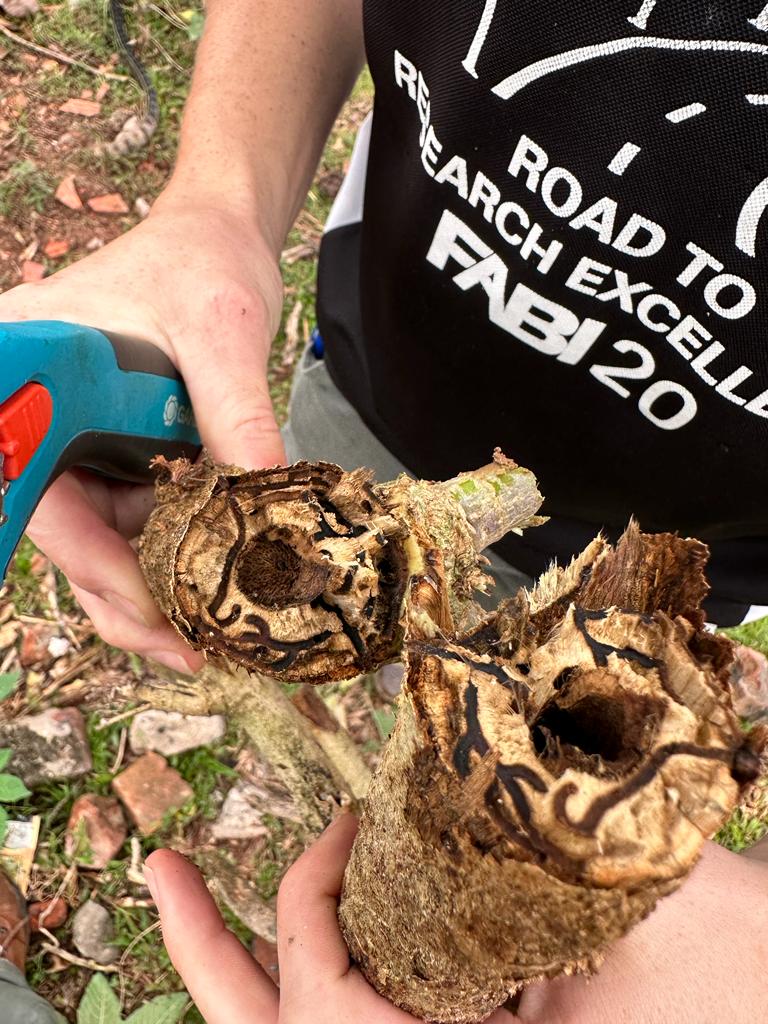 Fabiteam1's tweet photo. The beetle farms fungus in tree tunnels to feed its larvae - but in the process, it clogs the tree’s vascular system, causing branch dieback and death. Over 200 tree species are at risk, including oaks, maples, coral trees and more. #UrbanForests #InvasivePest https://t.co/8lJbGeKox0