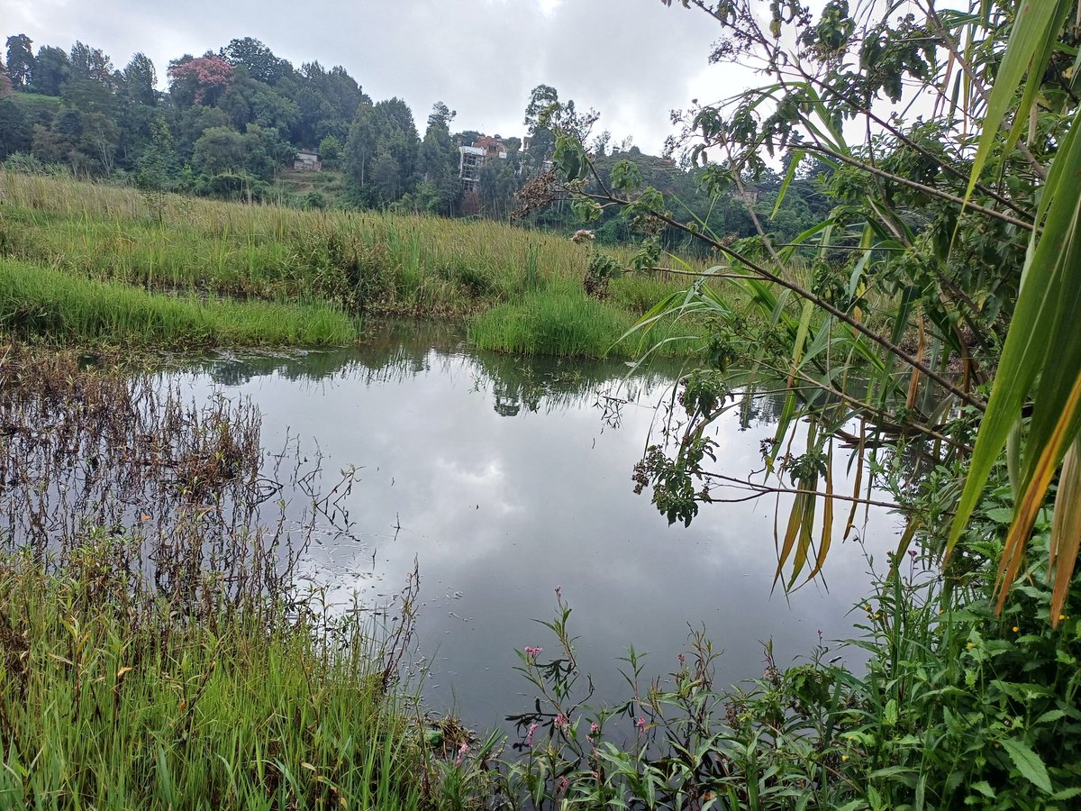 What do you know about this green lake called Kìhenia or Ondiri? <a href="/NemaKenya/">NEMA Kenya</a> <a href="/MOWSI_KE/">Ministry of Water, Sanitation and Irrigation</a> <a href="/Environment_Ke/">Ministry of Environment, Climate Change & Forestry</a> <a href="/PeopleDailyKe/">PEOPLE DAILY</a> <a href="/TheStarKenya/">TheStarKenya</a> <a href="/RamsarConv/">Convention on Wetlands</a> <a href="/UNEP/">UN Environment Programme</a> <a href="/CAID_Kenya/">Christian Aid, Kenya</a> <a href="/OfOndiri/">FRIENDS OF ONDIRI WETLAND</a> <a href="/WetlandsInt/">Wetlands International</a> <a href="/AfriClimatConvo/">Africa Climate Conversations</a> <a href="/WetlandsIntEA/">Wetlands International Eastern Africa</a>