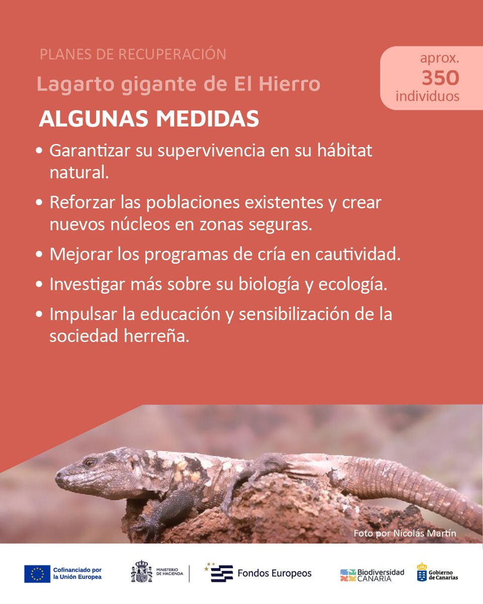 Biodiv_GobCan's tweet image. En el extremo occidental del Archipiélago, en El Hierro, se encuentra el lagarto gigante de El Hierro (𝘎𝘢𝘭𝘭𝘰𝘵𝘪𝘢 𝘴𝘪𝘮𝘰𝘯𝘺𝘪), 🧵⬇️