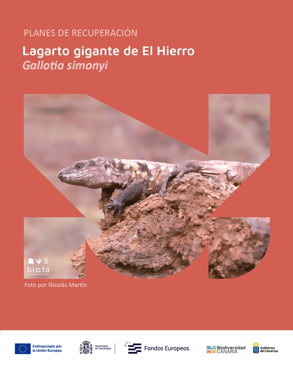Biodiv_GobCan's tweet image. En el extremo occidental del Archipiélago, en El Hierro, se encuentra el lagarto gigante de El Hierro (𝘎𝘢𝘭𝘭𝘰𝘵𝘪𝘢 𝘴𝘪𝘮𝘰𝘯𝘺𝘪), 🧵⬇️