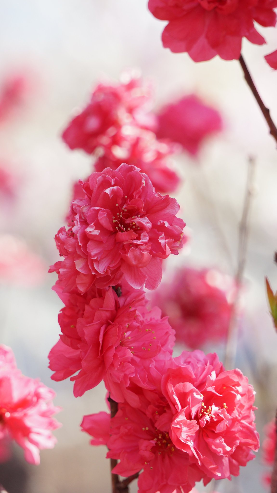 アルファ 桜花弁ポットセット TE1-1282 1セット（直送品