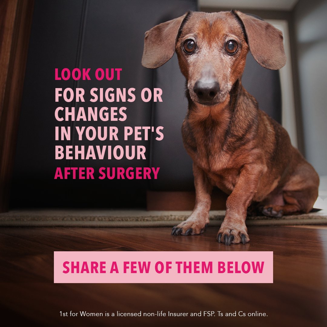 firstforwomen's tweet photo. Post-surgery red flags to look out for. If your pet shows:
โ Loss of appetite
โ Swelling at the incision site
โ Excessive licking or discomfort
Call your vet ASAP! Early action = a faster recovery. Share a few more below.
#Choose1stForWomen #ChooseFearless #PutYourPetFirst https://t.co/7956GiKpAH