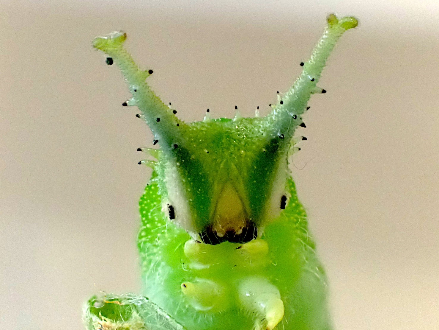 オオムラサキ（幼虫） オオムラサキ幼虫の生命力に脱帽 – sakura-techno