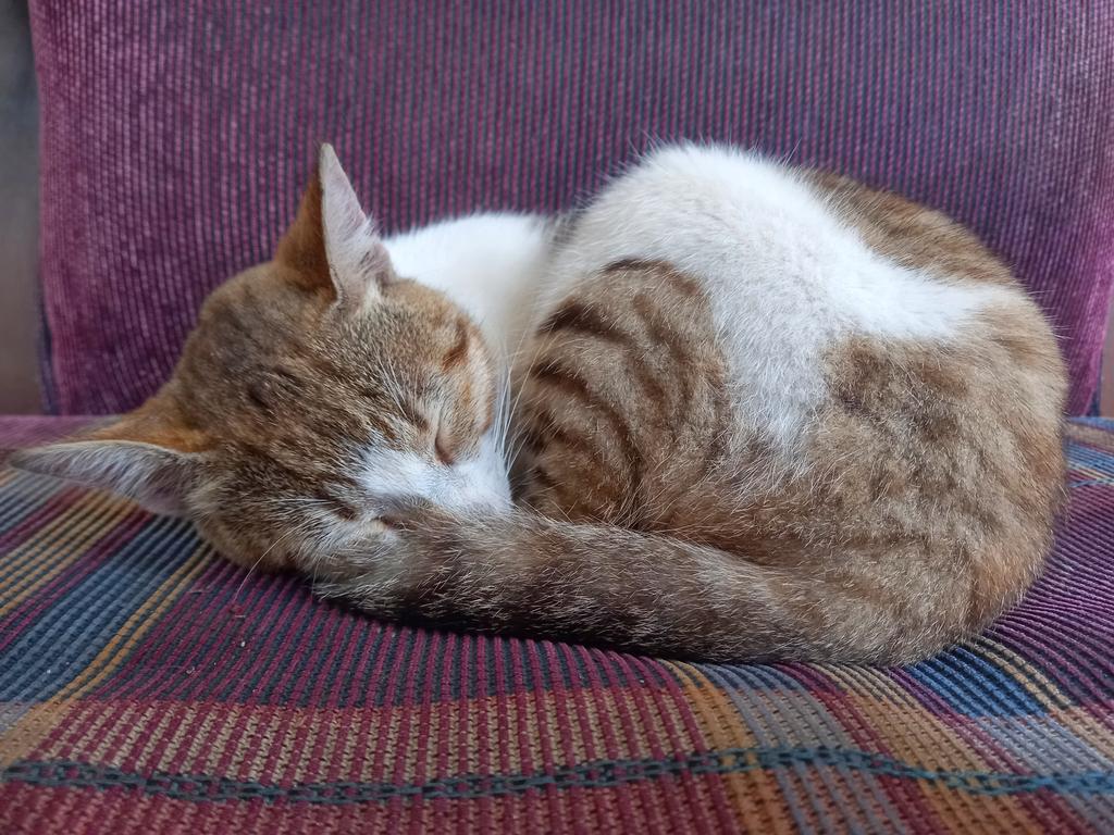 onurhitit's tweet photo. Kurumun güvenliğine girmiş, az önce doyurduk, mışıl mışıl uyuyor serseri. Canını yediğimin kedosu. 😍😍😍
#kedo #kedi #tekir #cat #pisik https://t.co/nlPGDWWQd5