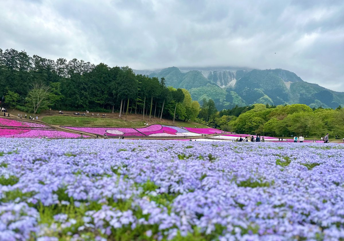 RR_schnee's tweet photo. 道の駅芦ヶ久保からの羊山公園🏍️
芝桜ちょうど見頃だった‼︎ https://t.co/tAEhwUjars